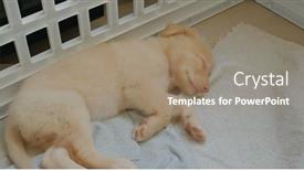  Presentation with sleep - Cool new slides with cute-puppy-sleep-on-floor backdrop and a coral colored foreground