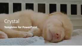  Presentation with sleep - Audience pleasing presentation theme consisting of cute-puppy-sleep-on-floor backdrop and a coral colored foreground