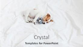  Presentation with toy - Presentation theme enhanced with cute-puppy-sleeping-with-toy background and a sky blue colored foreground