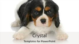  Presentation with king - Cool new slides with cute puppy - tri-color cavalier king charles spaniel puppy laying down looking at viewer - 6 weeks old backdrop and a soft green colored foreground