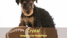  Presentation with cute christmas pug puppy dog - Beautiful slides featuring cute puppy with a stuffed backdrop and a tawny brown colored foreground