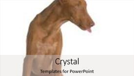  Presentation with stuck - PPT theme enhanced with cute-puppy-with-tongue-stuck background and a light gray colored foreground