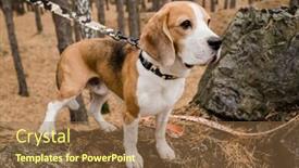  Presentation with leash - Slide set having cute purebred beagle puppy with decorative handmade collar and leash chilling with owner in the forest background and a tawny brown colored foreground