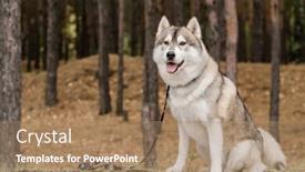  Presentation with dry forest - Audience pleasing presentation design consisting of cute purebred dog with leash waiting for his master while sitting on ground covered with dry grass in the forest backdrop and a coral colored foreground