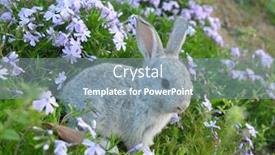  Presentation with rabbit - Colorful slides enhanced with cute-rabbit-in-the-garden backdrop and a mint green colored foreground