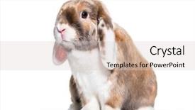  Presentation with rabbit - Colorful PPT theme enhanced with cute rabbit looking at camera backdrop and a lemonade colored foreground