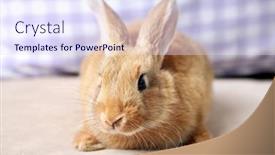  Presentation with rabbit - Cool new PPT theme with cute-rabbit-on-sofa-close backdrop and a sky blue colored foreground