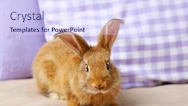  Presentation with rabbit - PPT theme having cute-rabbit-on-sofa-close background and a sky blue colored foreground