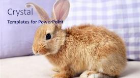  Presentation with rabbit - PPT layouts consisting of cute-rabbit-on-sofa-close background and a sky blue colored foreground