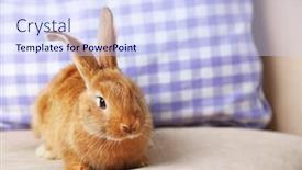  Presentation with rabbit - Theme enhanced with cute-rabbit-on-sofa-close background and a sky blue colored foreground