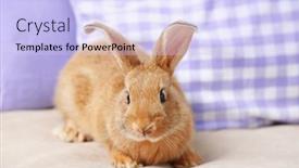  Presentation with rabbit - Beautiful PPT theme featuring cute-rabbit-on-sofa-close backdrop and a sky blue colored foreground