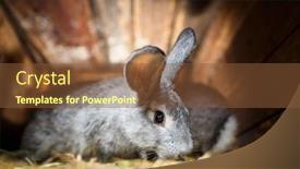  Presentation with rabbit - Theme enhanced with cute-rabbit-popping-out background and a tawny brown colored foreground