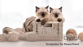  Presentation with blue eyes - Presentation theme with cute-ragdoll-kittens-sitting background and a coral colored foreground