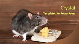  Presentation with rat - Theme featuring cute rat and mousetrap background and a tawny brown colored foreground