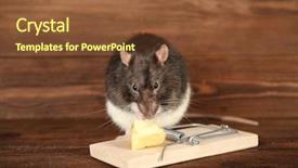  Presentation with rat - Amazing slides having cute rat and mousetrap backdrop and a tawny brown colored foreground
