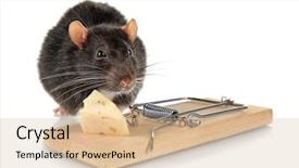  Presentation with rat - Presentation theme having cute rat and mousetrap background and a soft green colored foreground