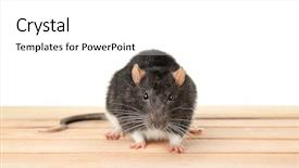  Presentation with white rat - Beautiful slides featuring cute rat on white background backdrop and a white colored foreground