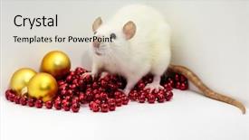  Presentation with chinese new year - Audience pleasing presentation theme consisting of cute rat rattus norvegicus domestica backdrop and a light gray colored foreground