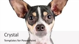  Presentation with white rat - Beautiful theme featuring cute rat terrier chihuahua mix backdrop and a light gray colored foreground