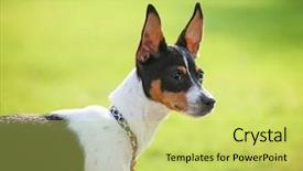  Presentation with rat - Audience pleasing PPT theme consisting of cute rat terrier dog backdrop and a yellow colored foreground