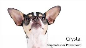  Presentation with white rat - PPT layouts with cute rat terrier looking up background and a white colored foreground