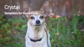  Presentation with rat - PPT theme enhanced with cute rat terrier background and a gray colored foreground