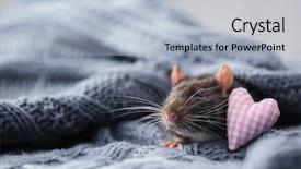  Presentation with biology - Cool new presentation theme with cute rat with knitted fabric backdrop and a light blue colored foreground