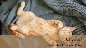  Presentation with marble - Beautiful theme featuring cute-red-kitten-with-classic backdrop and a coral colored foreground