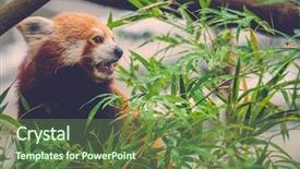  Presentation with red panda - Presentation theme having cute red panda eating background and a tawny brown colored foreground