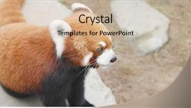  Presentation with red panda - Cool new theme with cute red panda backdrop and a soft green colored foreground