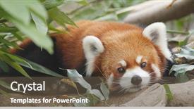  Presentation with red panda - Beautiful slide set featuring cute red panda backdrop and a tawny brown colored foreground