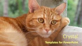  Presentation with paw - Presentation enhanced with cute-red-tabby-cat-rests background and a tawny brown colored foreground