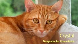  Presentation with paw - Slide set with cute-red-tabby-cat-rests background and a tawny brown colored foreground