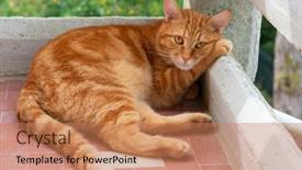  Presentation with paw - Theme having cute-red-tabby-cat-rests background and a coral colored foreground