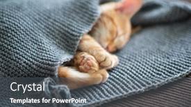  Presentation with domestic animal - Colorful presentation theme enhanced with cute-red-tabby-kitten-sleeps backdrop and a gray colored foreground