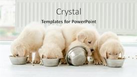  Presentation with eating - Slide set consisting of cute-retriever-puppies-eating background and a white colored foreground