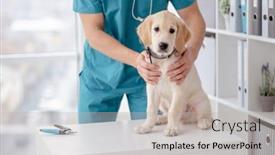  Presentation with veterinary - Colorful PPT theme enhanced with cute-retriever-puppy-in-veterinary backdrop and a light gray colored foreground