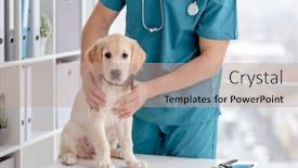  Presentation with veterinary - Presentation theme having cute-retriever-puppy-in-veterinary background and a coral colored foreground