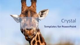  Presentation with sky blue - Presentation theme enhanced with cute-rothschild-s-giraffe-giraffa background and a sky blue colored foreground