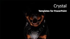 Presentation with deutsche deutsch rottweiler guard dog - Slides having cute-rottweiler-dog-sticking-out background and a black colored foreground