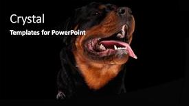  Presentation with rottweiler puppy - Presentation theme having cute-rottweiler-puppy-with-tongue background and a black colored foreground