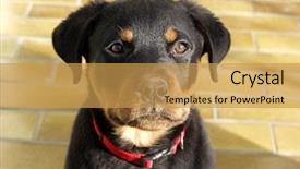  Presentation with rottweiler puppy - Slides having cute rottweiler puppy background and a yellow colored foreground