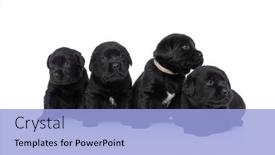  Presentation with cute - Amazing PPT theme having cute-row-of-four-labrador backdrop and a light blue colored foreground