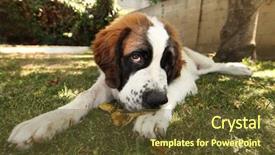  Presentation with cute christmas pug puppy dog - PPT layouts consisting of cute saint bernard puppy lying background and a  colored foreground