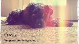  Presentation with done - Colorful presentation design enhanced with cute schnauzer done with a retro vintage instagram like filter backdrop and a lemonade colored foreground