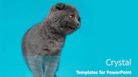  Presentation with fold - Beautiful PPT layouts featuring cute-scotish-fold-cat-looking backdrop and a teal colored foreground