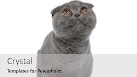  Presentation with fold - PPT layouts having cute-scotish-fold-cat-looking background and a light gray colored foreground