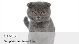  Presentation with walking cat - Cool new PPT layouts with cute-scotish-fold-cat-walking backdrop and a light gray colored foreground