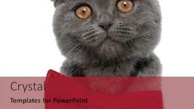  Presentation with fold - Amazing theme having cute-scotish-fold-cat-wearing backdrop and a crimson colored foreground