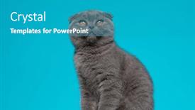  Presentation with fold - PPT theme featuring cute-scotish-fold-kitty-looking background and a teal colored foreground